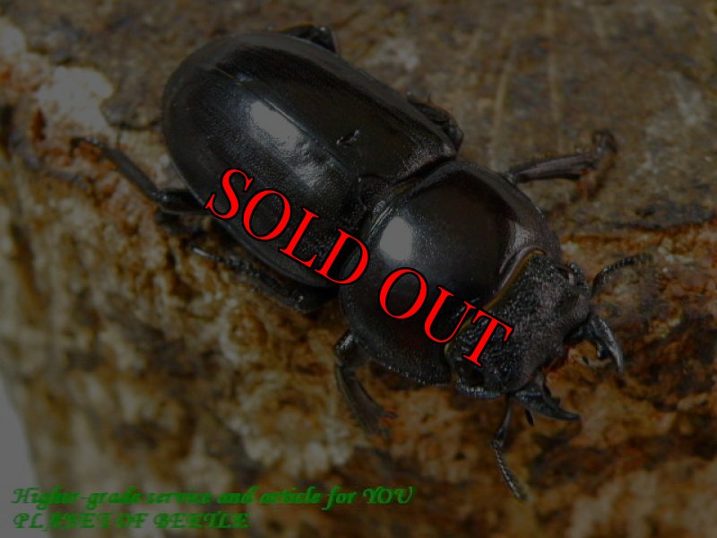 お届けする♀実物です。