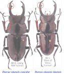 出典：stag beetles of china II