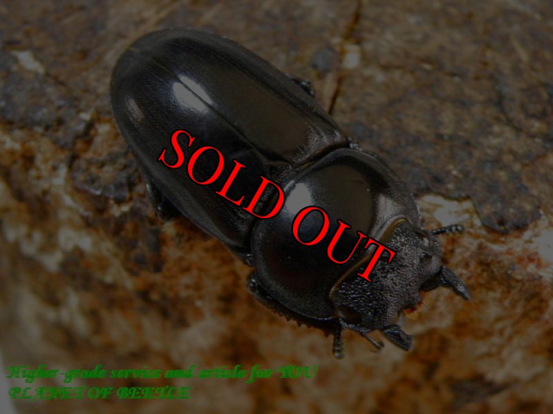 お届けするサービス♀実物です。