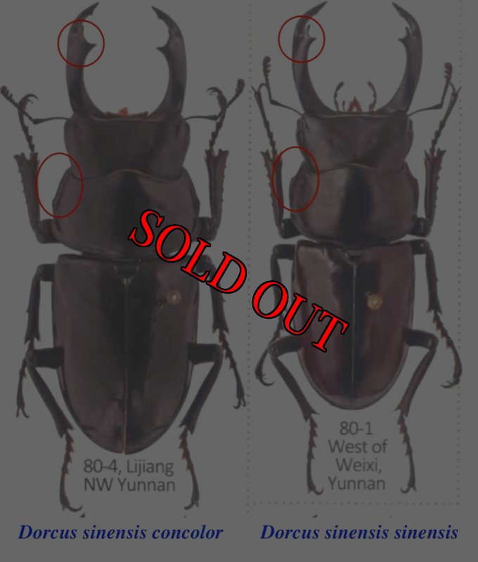 出典：stag beetles of china II