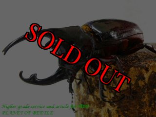 全商品 - PLANET OF BEETLE (Page 27)