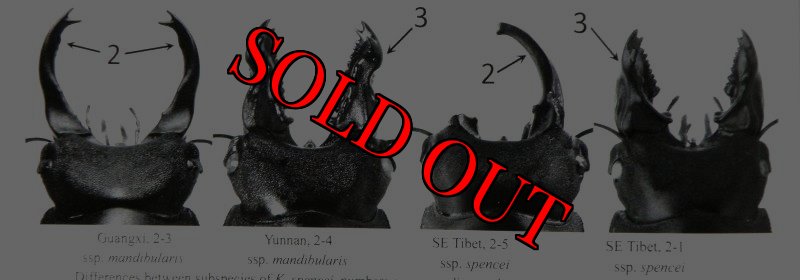 出典:stag beetles of china II