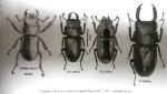 出典：stag beetles of china II