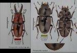 出典：stag beetles of china III