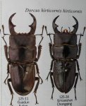 出典：stag beetles of china II