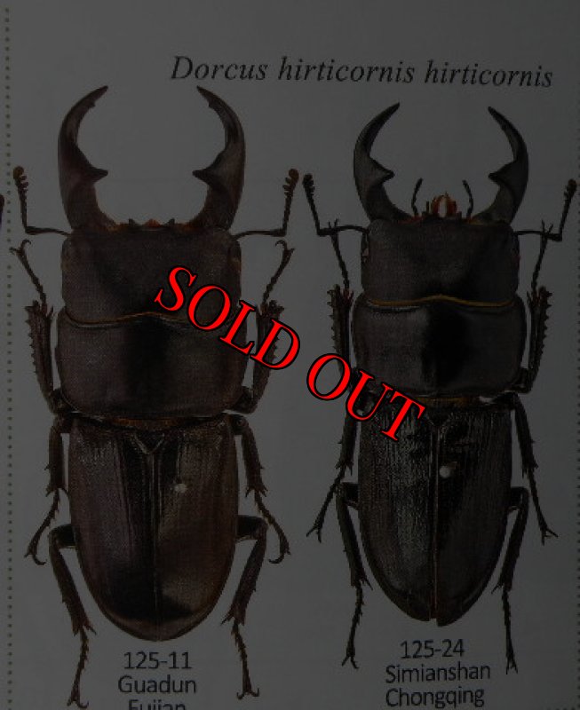 出典：stag beetles of china II