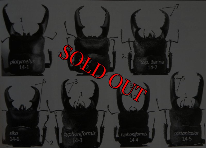 出典：stag beetles of china II