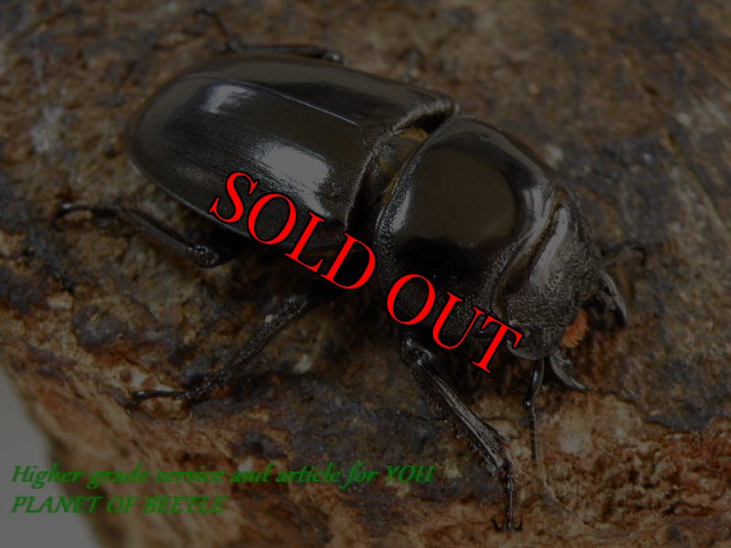 お届けする♀実物です。