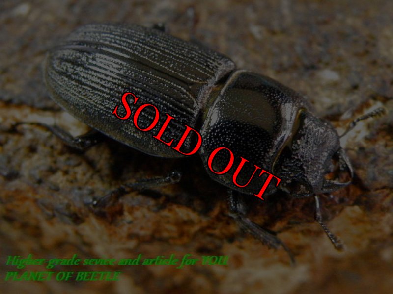 お届けする♀実物です。