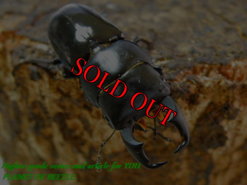 お届けする♂実物です。