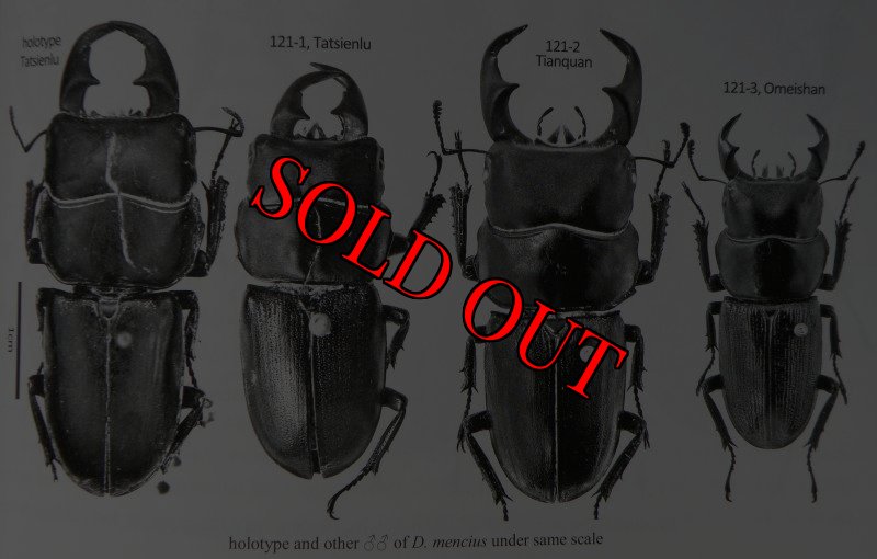 出典：stag beetles of china II