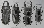 出典：stag beetles of china II