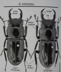 出典：stag beetles of china II