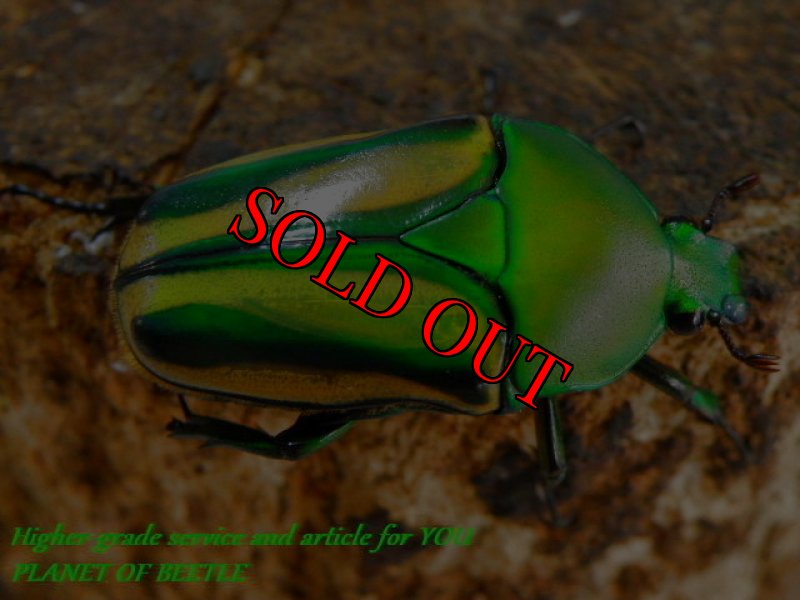 お届けする♀実物です。