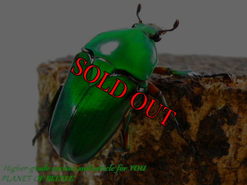 お届けする♀実物です。