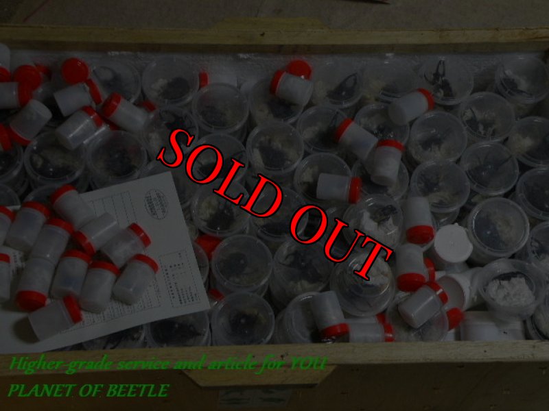 画像は10月29日通関後のものです。