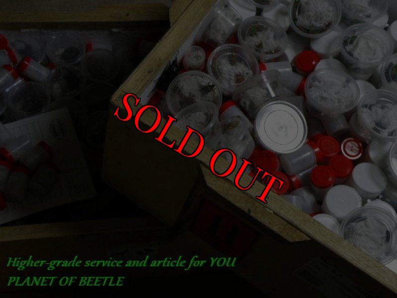 画像は10月29日通関後のものです。