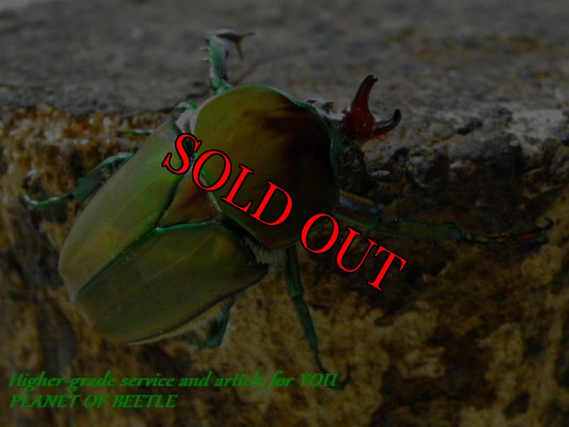 お届けする♂実物です。