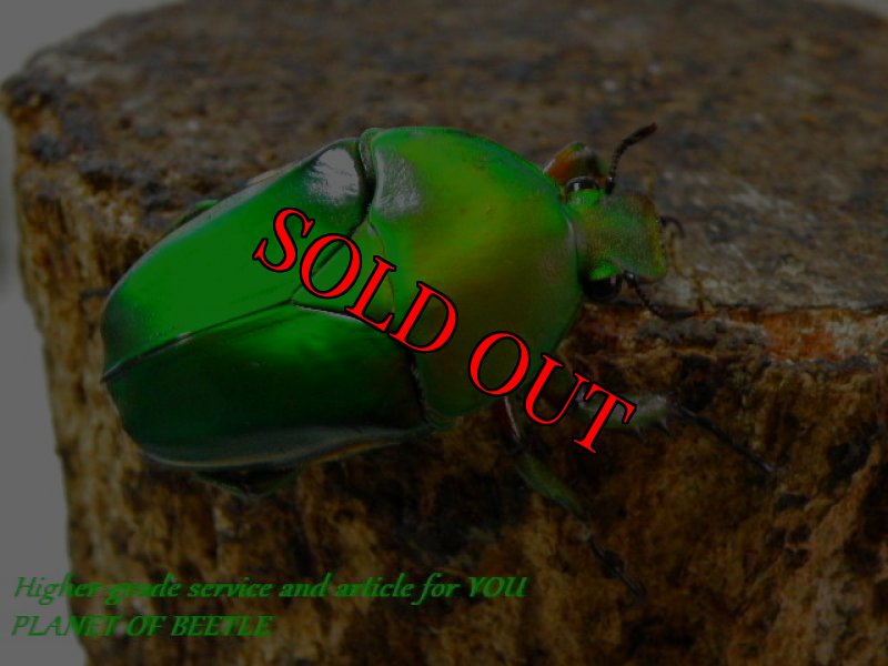 お届けする♀実物です。