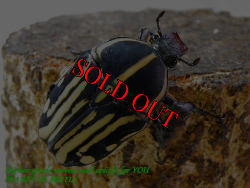 お届けする♀実物です。