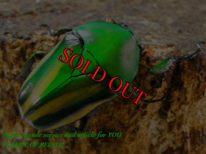 お届けする参考♀画像です。