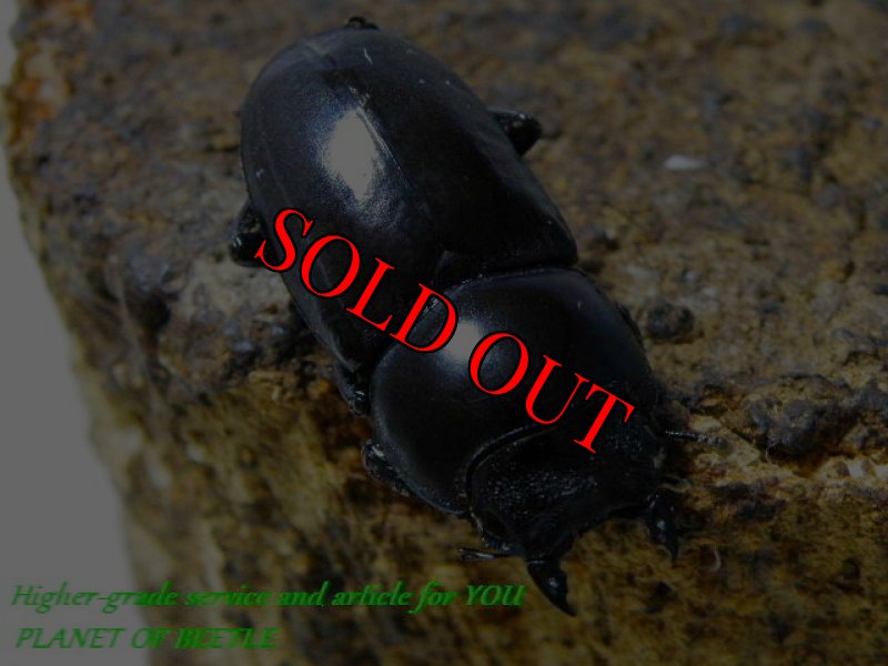 お届けする♀実物です。