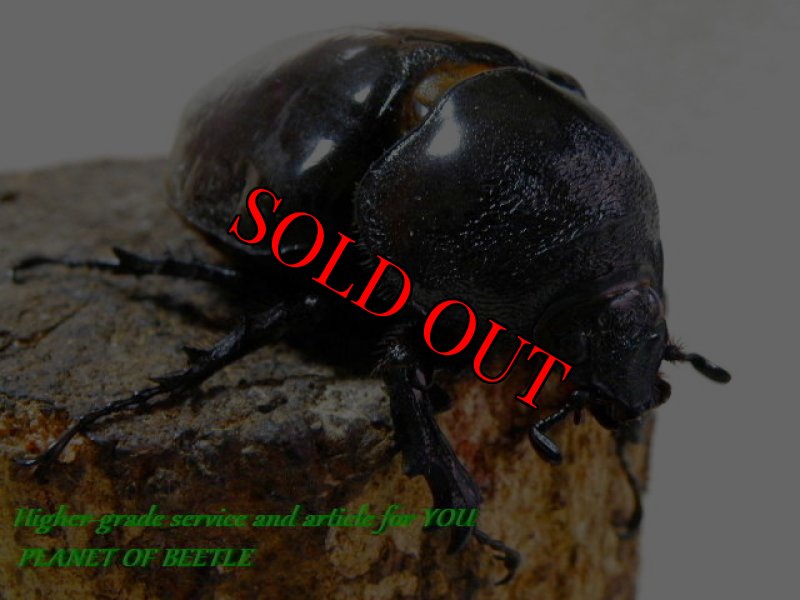 お届けする♀実物です。