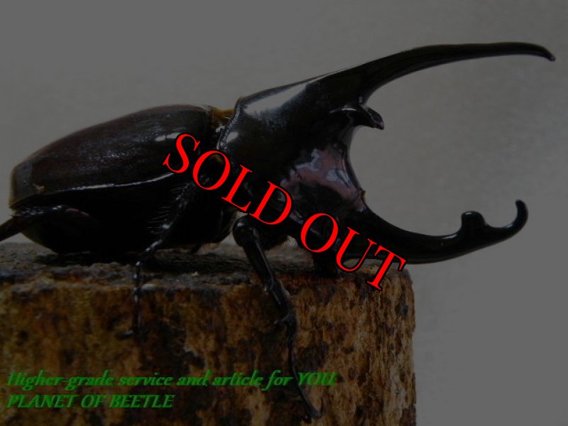 お届けする♂実物です。