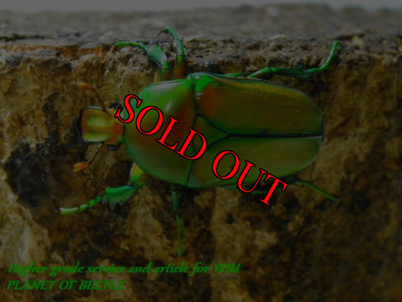 お届けする参考♀画像です。