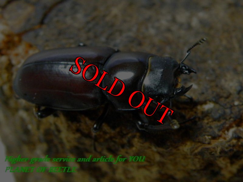 お届けする♀実物です。