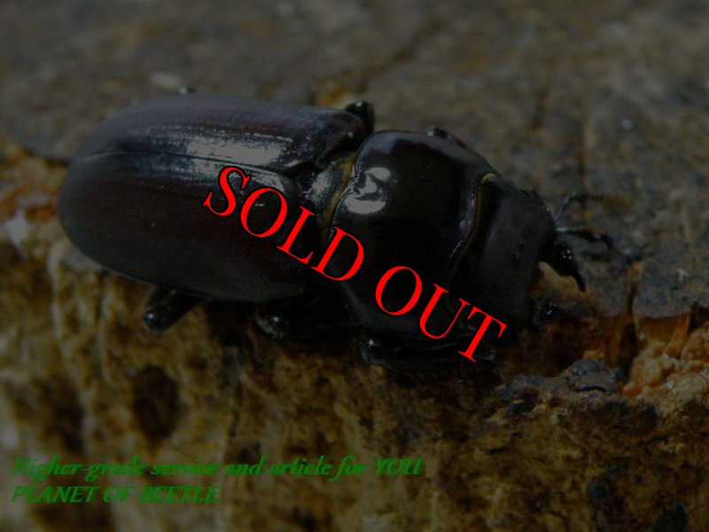 お届けする♀実物です。