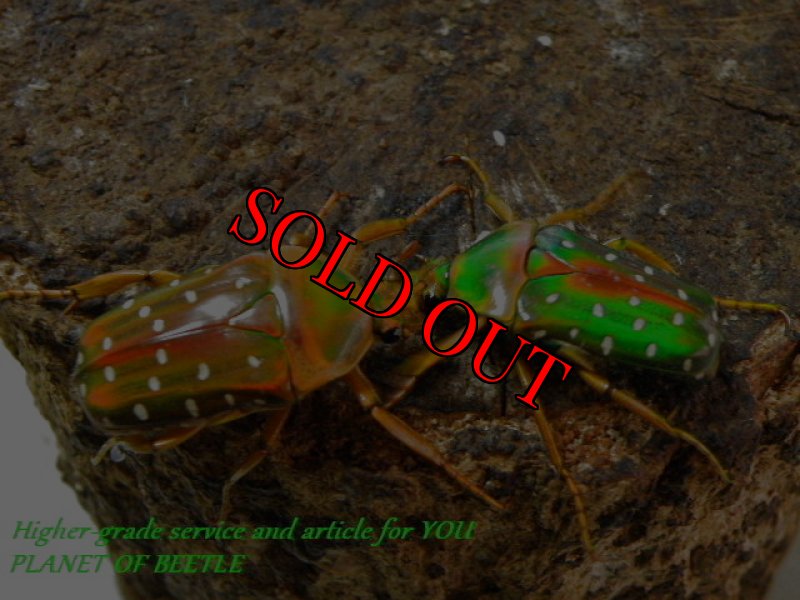 ノーマルとの比較画像です。