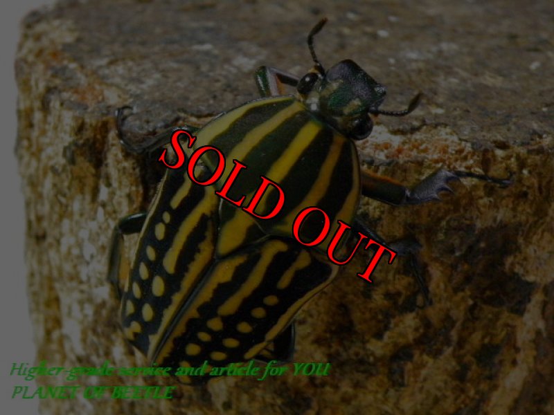 お届けする♀実物です。