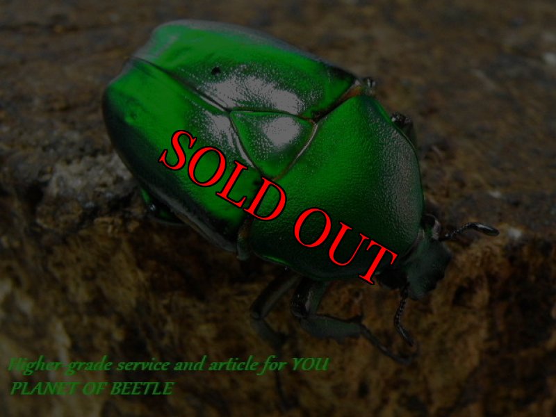 お届けする♀実物です。