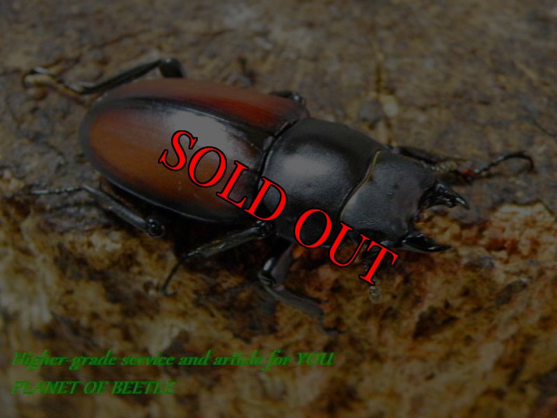 お届けする♀実物です。