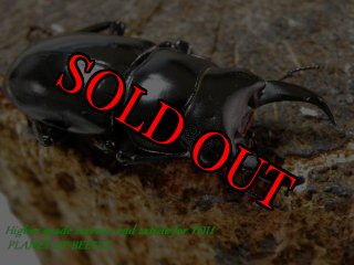 PLANET OF BEETLE (Page 56)