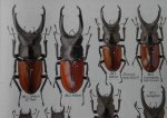 出典：stag beetles of china II 