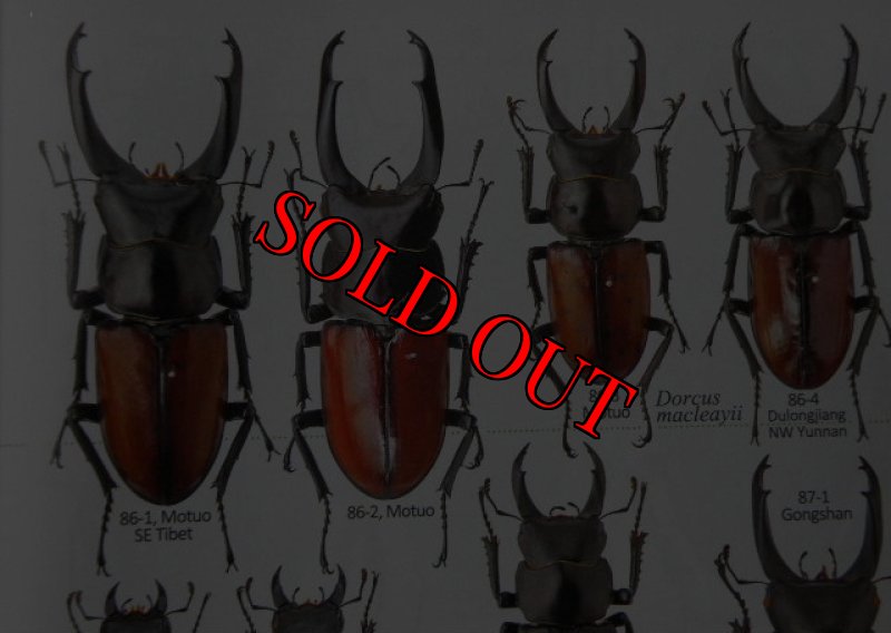 出典:stag beetles of china II