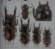 出典：stag beetles of chinaIII