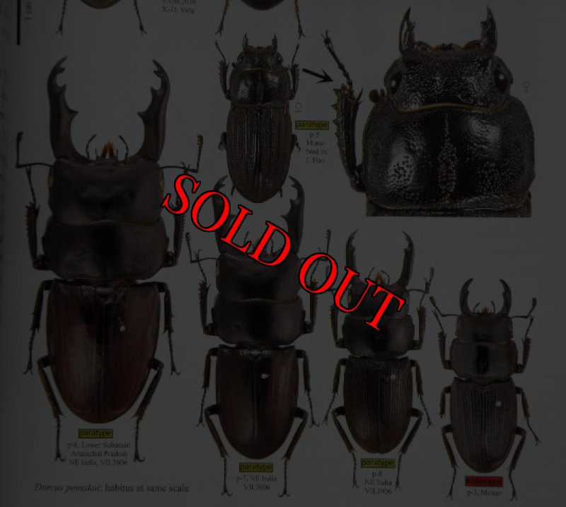 出典:stag beetles of chinaIII