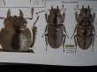 出典：stag beetles of chinaIII