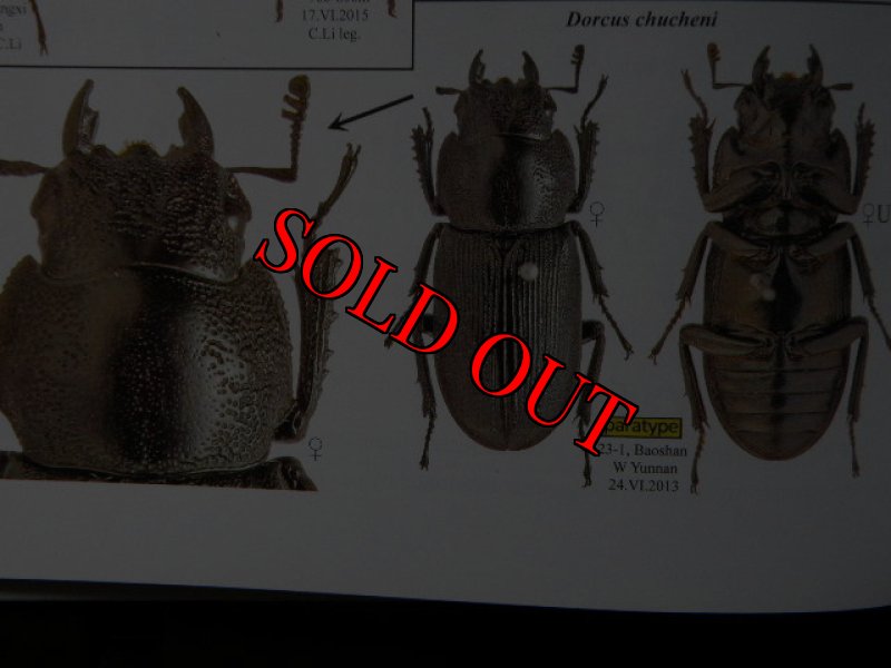 出典:stag beetles of chinaIII