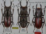 出典：stag beetles of chinaII