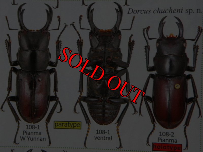 出典:stag beetles of chinaII