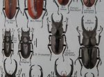 出典：stag beetles of chinaII