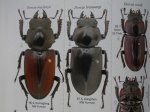 出典：stag beetles of chinaII