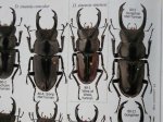 出典：stag beetles of chinaII