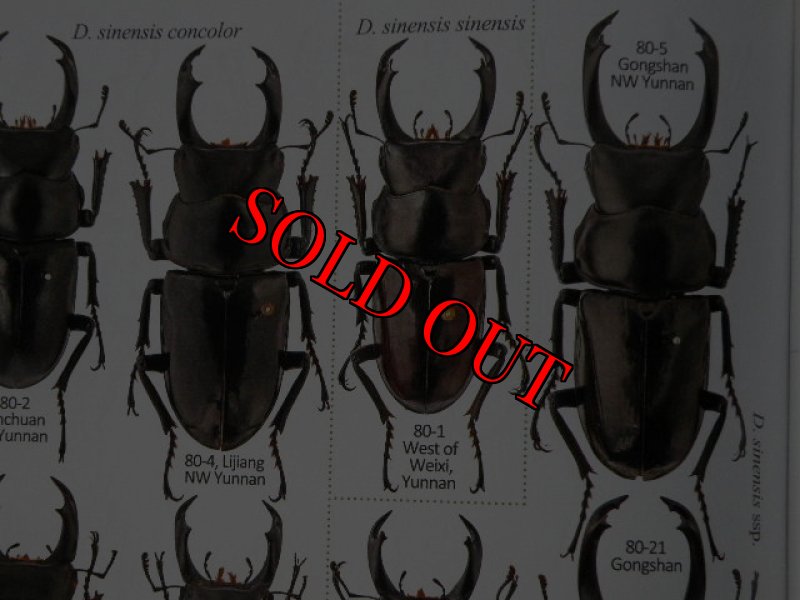 出典:stag beetles of chinaII