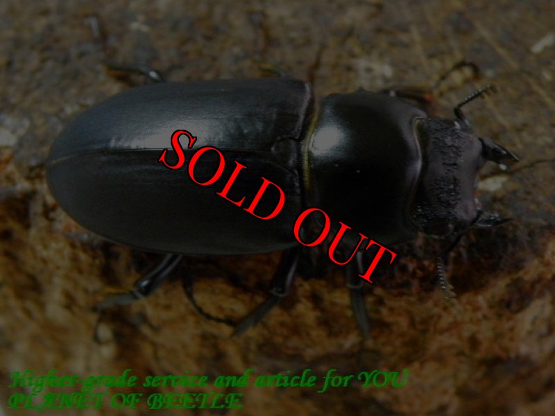 お届けする♀実物です。