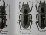 出典：stag beetles of chinaII